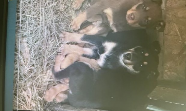 Petition : Urgence pour les animaux en Ukraine
