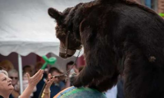 Petition : Justice suite à la mort de L'ours Mischa et retrait immédiat des ours 