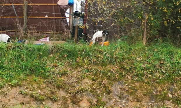 Petition : Aidez-nous à sauver de pauvres chiens attachés à une chaîne sans aucun abri !
