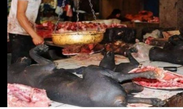 Petition : DON'T KILL ANIMALS in Tötungsstationen: in Rumänien, Moldawien, Ukraine, Bulgarien.