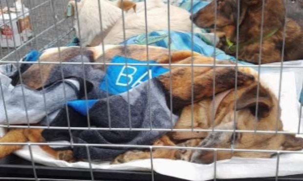 Petition : Justice pour les chiens martyrs du refuge de Borodyanka en Ukraine