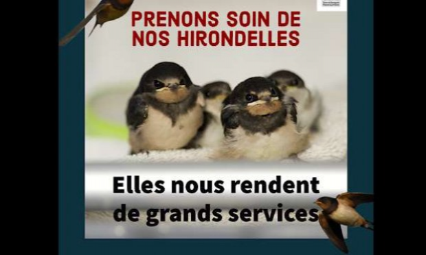 Petition : LAISSEZ LES HIRONDELLES RECONSTRUIRE LEURS NIDS