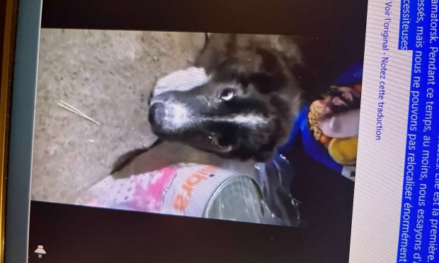 Petition : Justice pour les chiens martyrs du refuge de Borodyanka en Ukraine