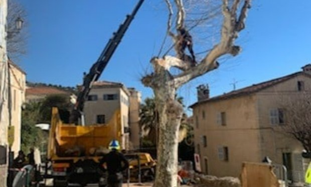 Petition : Non à l'abattage des platanes centenaires à Grasse !