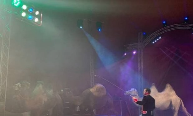 Petition : Quimper POUR des Cirques sans animaux (Domestiques et Sauvages)