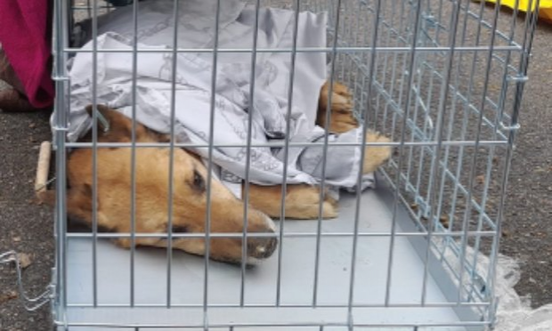 Petition : Justice pour les chiens martyrs du refuge de Borodyanka en Ukraine