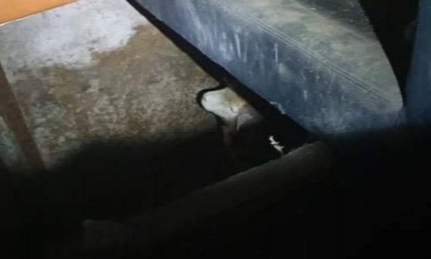 Petition : URGENCE ! DES MOUTONS MALTRAITÉS À LA FERME DE L'HORREUR ET PERSONNE NE BOUGE !