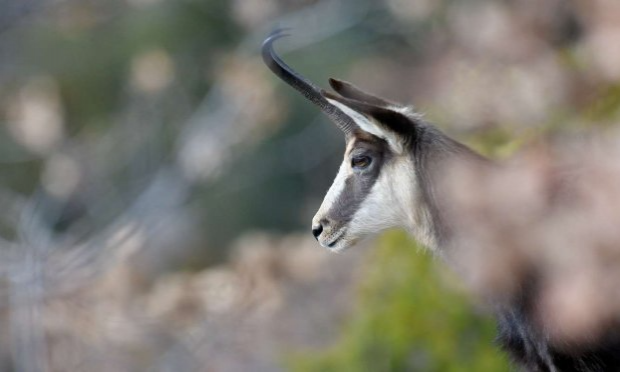 Petition : Non à la chasse aux chamois dans le Luberon !!!