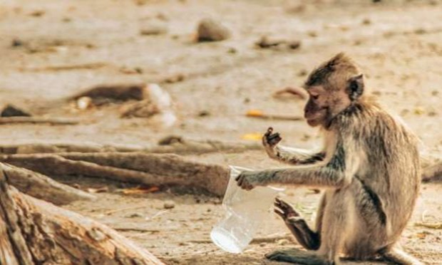 Petition : Stop aux emballages plastiques qui polluent les océans, l'air, les sols. Il faut y mettre fin, MAINTENANT
