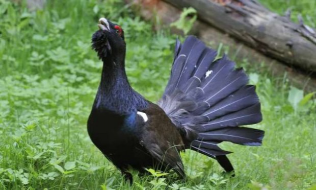 Petition : En marche vers une évolution radicale des droits des animaux en France