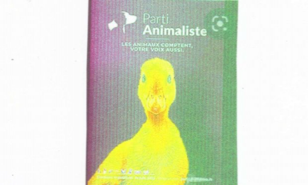Petition : ABATTOIRS : L'HORREUR et LA HONTE  !  La maltraitance des animaux n'est pas un délit, mais la tromperie sur la qualité des 