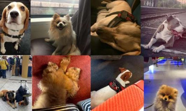 Petition : SNCF : Pour un service public respectueux des animaux enfin exemplaire !