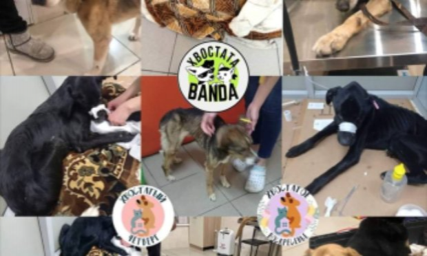 Petition : Justice pour les chiens martyrs du refuge de Borodyanka en Ukraine