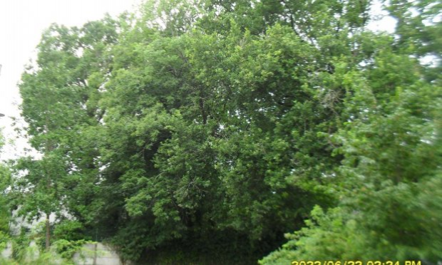 Petition : Stop à l'abattage des arbres au Bout des Landes à Nantes