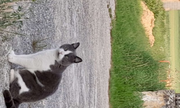 Petition : Pour la stérilisation obligatoire des chats errants par les communes