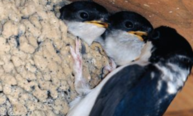 Petition : En marche vers une évolution radicale des droits des animaux en France