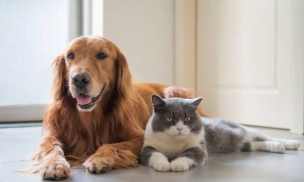 Petition : En marche vers une évolution radicale des droits des animaux en France