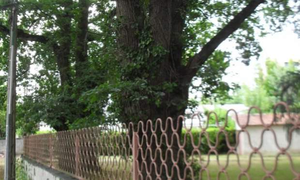 Petition : Stop à l'abattage des arbres au Bout des Landes à Nantes