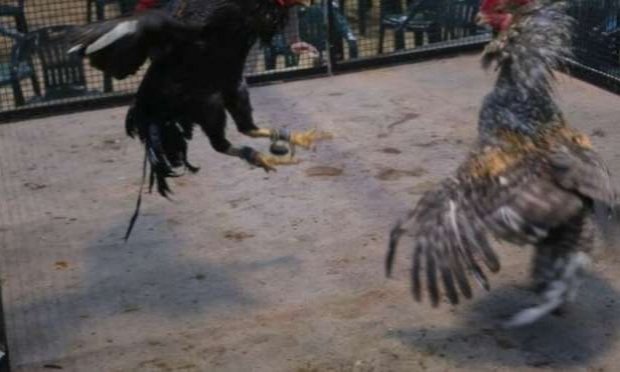 Petition : En marche vers une évolution radicale des droits des animaux en France