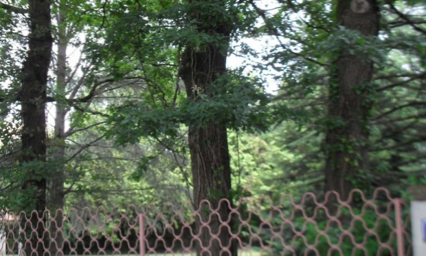 Petition : Stop à l'abattage des arbres au Bout des Landes à Nantes