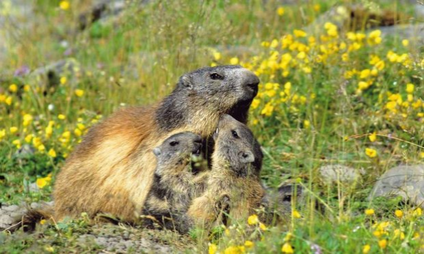 Petition : En marche vers une évolution radicale des droits des animaux en France