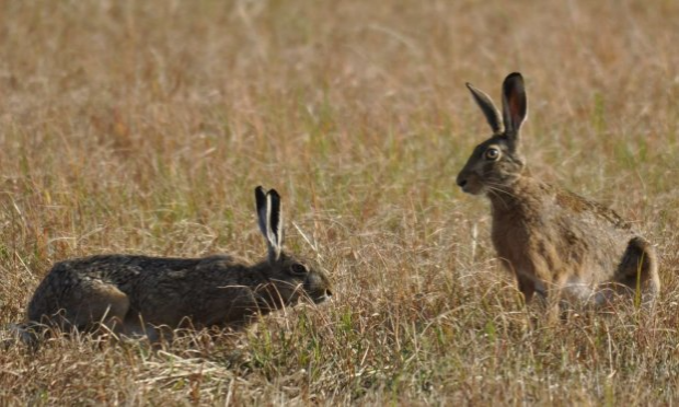 Petition : Sécheresse exceptionnelle, exigeons un moratoire immédiat sur la chasse.