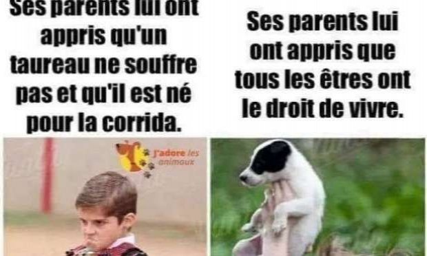 Petition : Pour l'interdiction des écoles privées de tauromachie en France