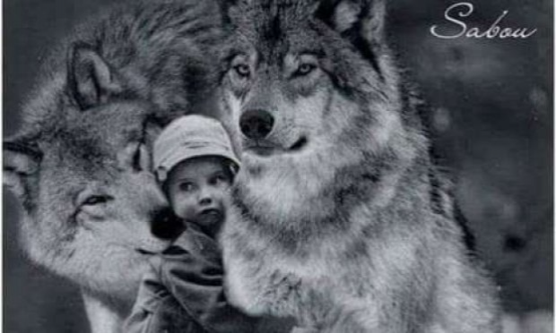 Petition : Pour l'annulation de la dérogation d'abattage des loups en France !