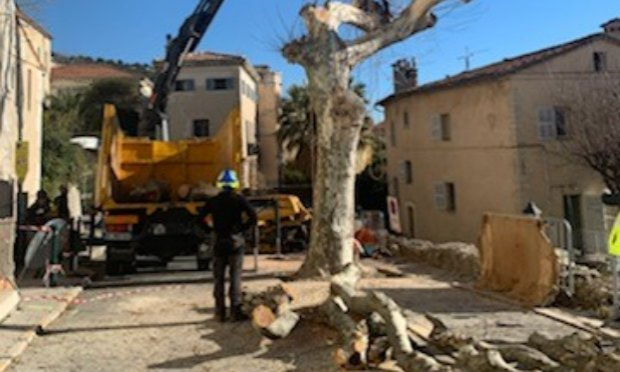 Petition : Non à l'abattage des platanes centenaires à Grasse !