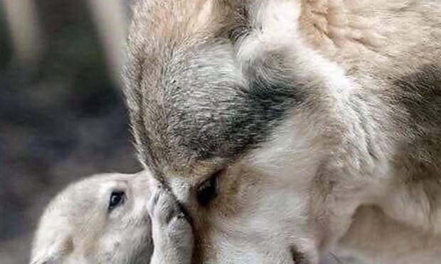 Petition : En marche vers une évolution radicale des droits des animaux en France