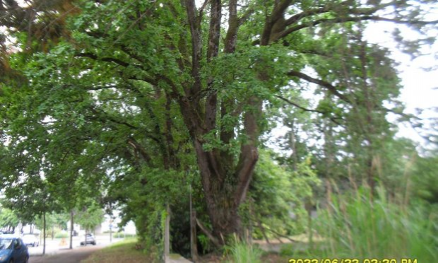 Petition : Stop à l'abattage des arbres au Bout des Landes à Nantes