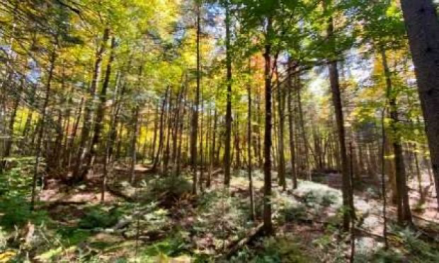 Petition : NON au prolongement éventuel de la route Penney pour réaliser un ensemble résidentiel
