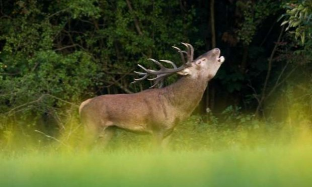 Petition : Pour l'abolition de la chasse à courre