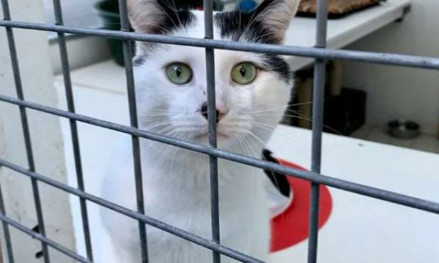Petition : En marche vers une évolution radicale des droits des animaux en France