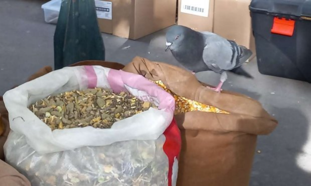 Petition : Non à la fermeture du marché aux oiseaux à Paris !