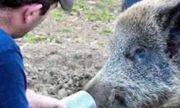 Petition : En marche vers une évolution radicale des droits des animaux en France