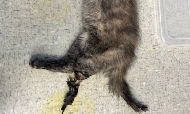 Petition : Pour la stérilisation des chats errants de Châtel-Saint-Germain !