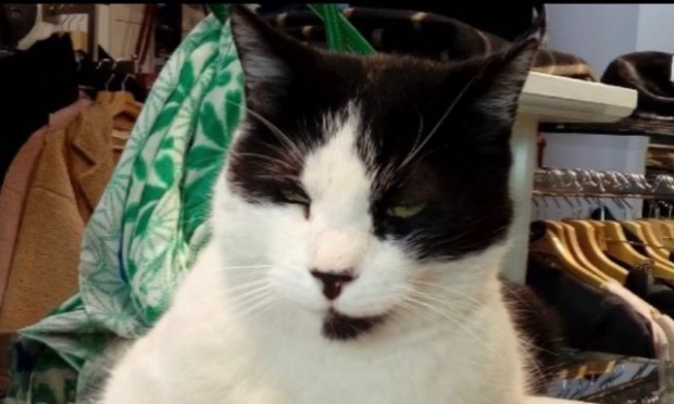 Petition : Justice pour Petit Chat !