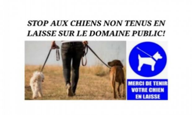 Petition : Stop aux chiens non tenus en laisse sur le domaine public !