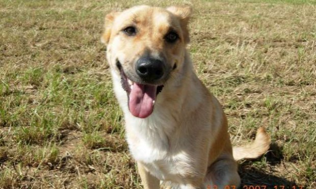 Petition : Justice pour ma chienne Gaia, dévorée sous mes yeux par les 3 chiens de mes voisins (50)