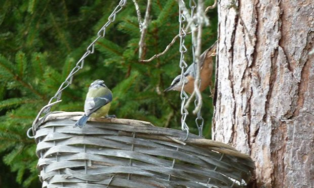 Petition : Non à la fermeture du marché aux oiseaux à Paris !