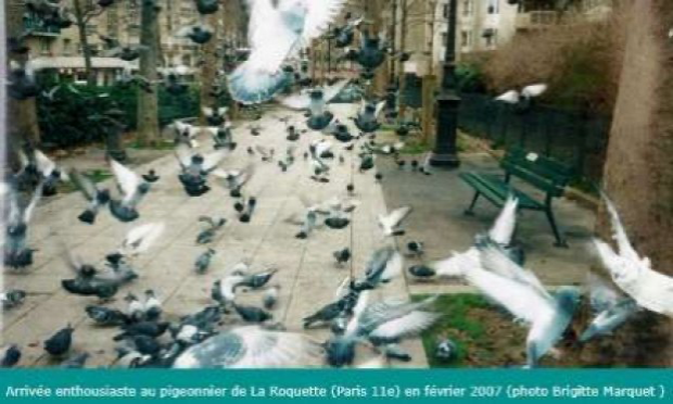 Petition : Non au passage d'un fauconnier pour chasser les pigeons à Saint-Jory