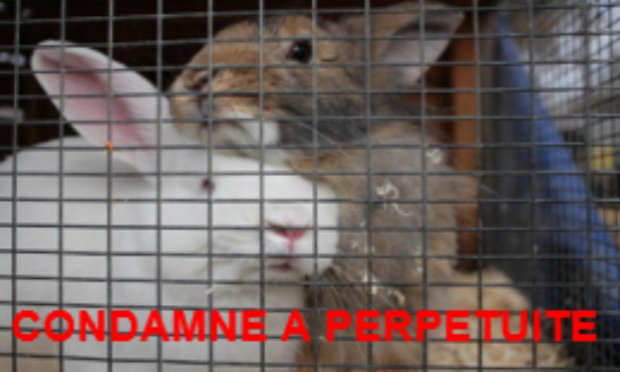 Petition : INTERDIRE LA VENTE D’ANIMAUX CHEZ NOA ANIMALERIE