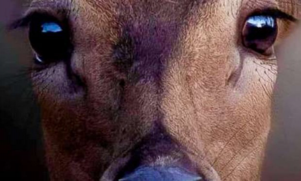 Pétition : Pour la reconnaissance de la sensibilité des animaux sauvages à l'état de liberté !