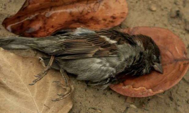 Petition : Non à la fermeture du marché aux oiseaux à Paris !