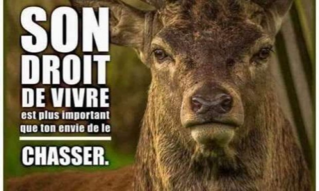 Petition : Pour l'abolition de la chasse à courre