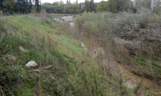 Petition : Halte à la destruction systématique de nos forêts alluviales