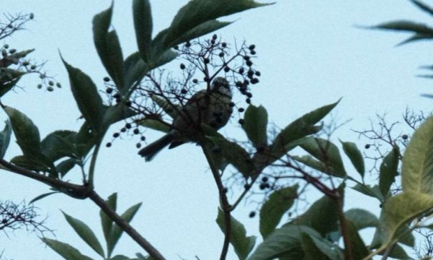 Petition : Stop à l'abattage des arbres au Bout des Landes à Nantes