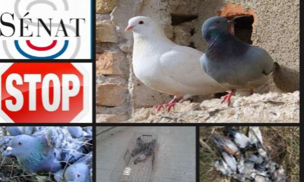 Petition : Urgence : Stop à ce massacre de pigeons !