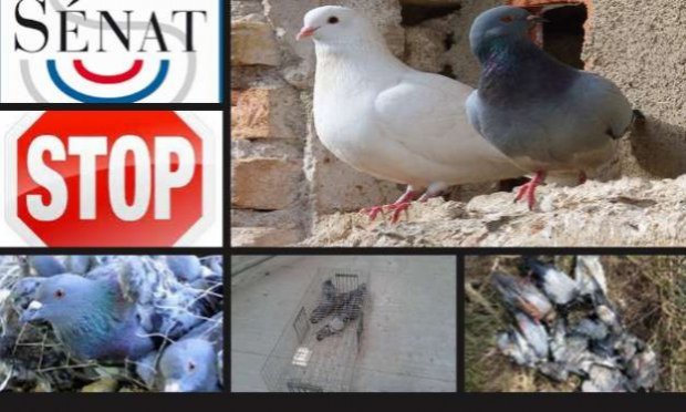 Petition : Stop à l'extermination des pigeons à Varilhes !